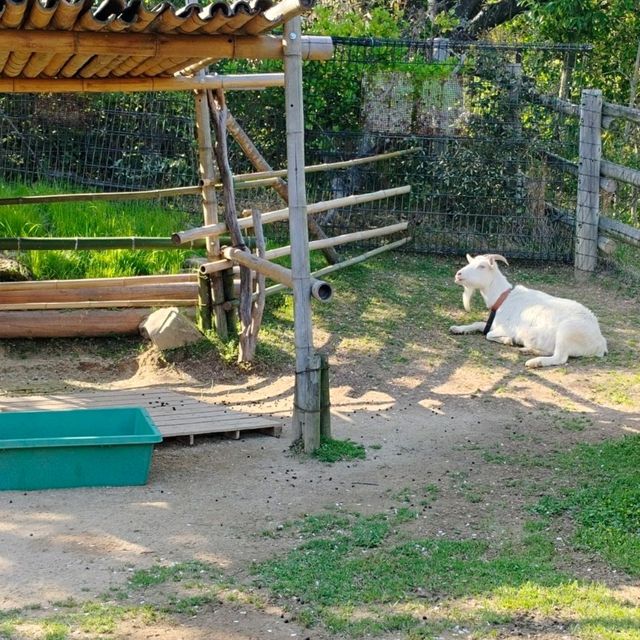 於宇部市常盤動物園探索奇珍異獸