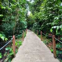 Singapore Botanic Gardens : สวนใหญ่ใจกลางเมือง