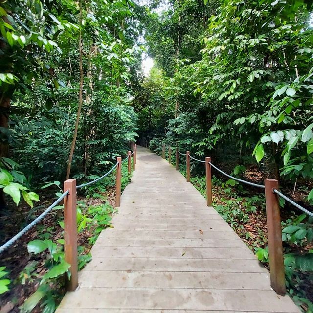 Singapore Botanic Gardens : สวนใหญ่ใจกลางเมือง
