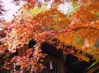 京都🇯🇵野宮神社