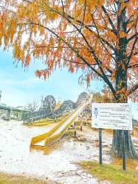 メタセコイアやもみじの紅葉が美しい公園【福井】