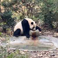 A Must-Visit for Panda Lovers 🐼