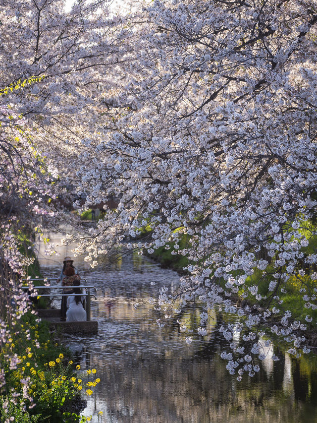 川越・新河岸川🌸桜並木の絶景散歩