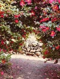 A Camellia Wonderland