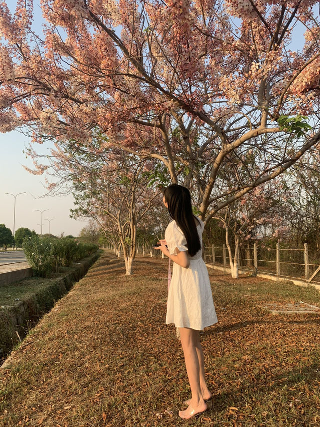Cherry Blossoms in Myanmar, Nay Pyi Taw