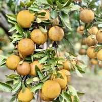 大吉大利新春採橘🍊去