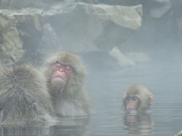 《長野県》地獄谷野猿公苑