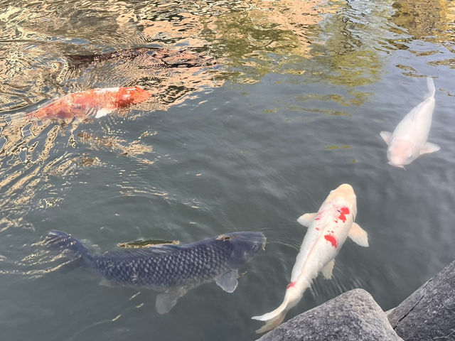 眼鏡橋傳說🤍🪨+長崎大神宮