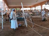 A visit to camel market in Al-Ain, Abu Dhabi