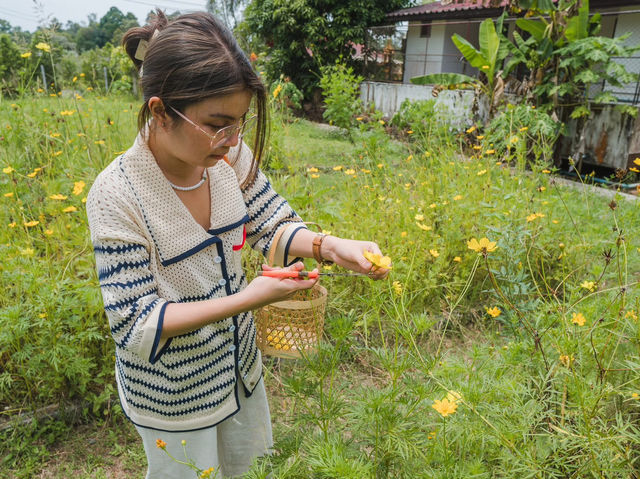 PHATTHALUNG 🌱🌤️