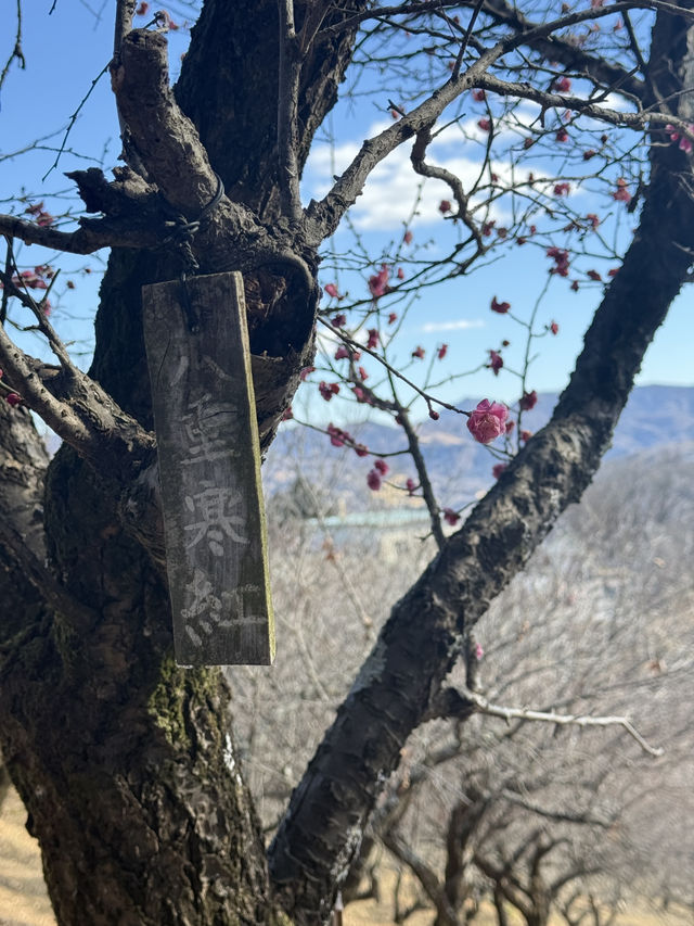 【埼玉県/秩父】見頃はこれから！天空のお花見