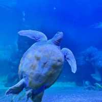 【中国/福州/左海海洋ワールド】