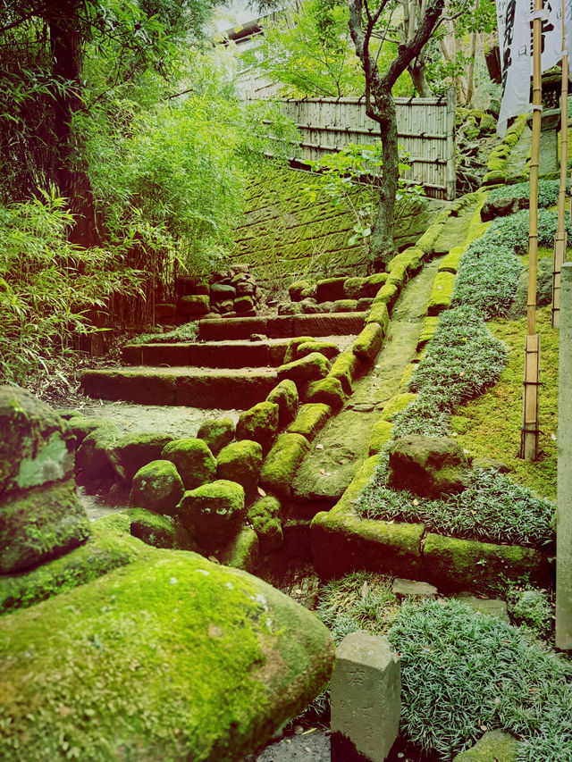 【神奈川県、鎌倉市最古の杉本寺で美しい苔の絨毯と観音様のお堂を参る】