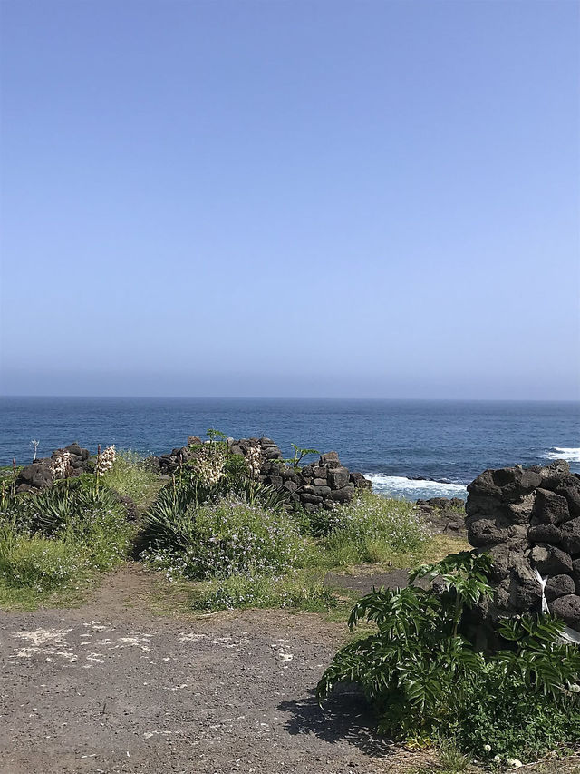 야자수🌴+오션뷰🌊 =경치 좋은 제주 카페 아오오