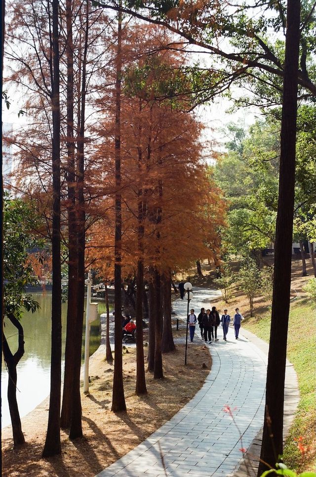 Urban Oasis in Shenzhen — The Lianhuashan Park
