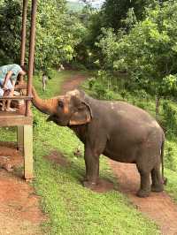 #Chang Mai elephant friends 來場跟大象近距離的接觸吧！