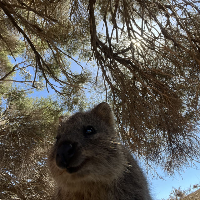 ロットネスアイランド🏝️🇦🇺