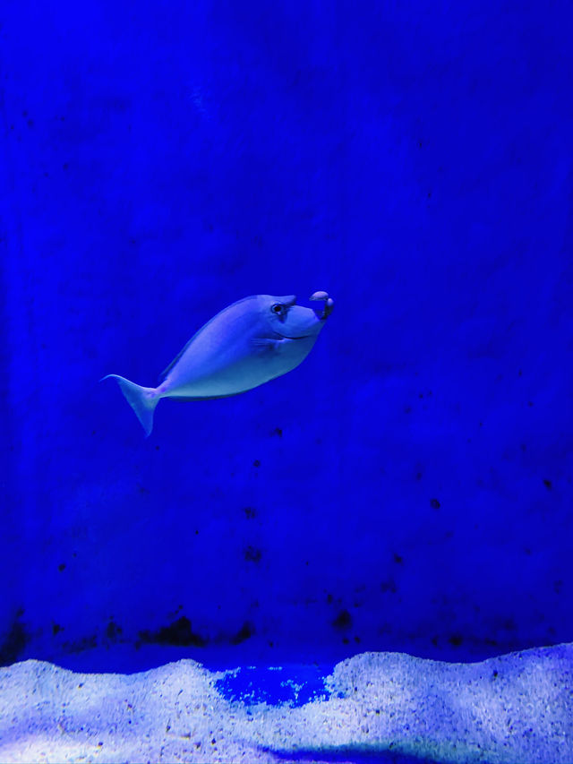A Deep Dive into Underwater World Langkawi! 🐠
