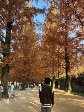 Damyang Metasequoia Road, a famous spot for autumn foliage.