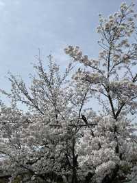 🌸 京都嵐山的櫻花與竹林交融：一場難忘的絕景之旅 🌿