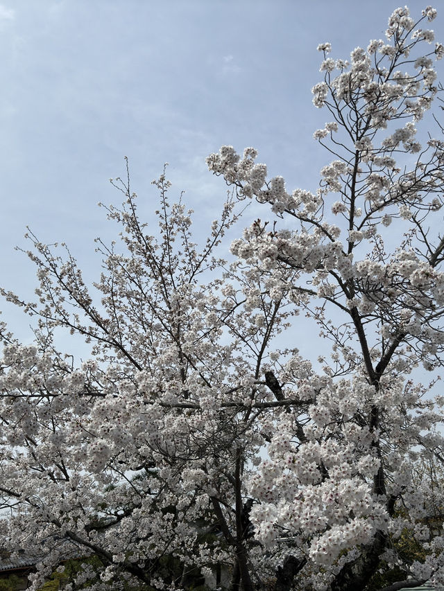🌸 京都嵐山的櫻花與竹林交融：一場難忘的絕景之旅 🌿