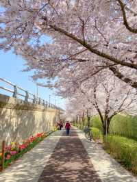 대저생태공원의 벚꽃터널과 벚꽃라이딩🚲🌸