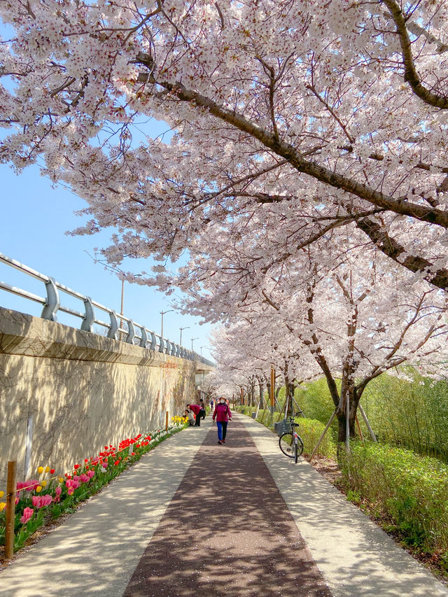 대저생태공원의 벚꽃터널과 벚꽃라이딩🚲🌸