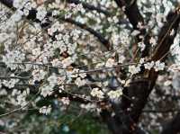 釜山的春天：在Suyeong Folklore Conversion Association欣賞白櫻花 🌸📸