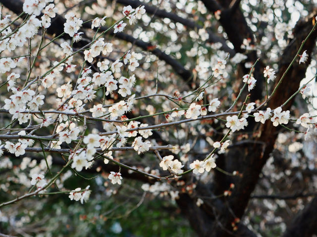 釜山的春天：在Suyeong Folklore Conversion Association欣賞白櫻花 🌸📸
