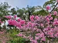 八重岳公園-沖繩最佳賞櫻景點，浪漫粉紅花海