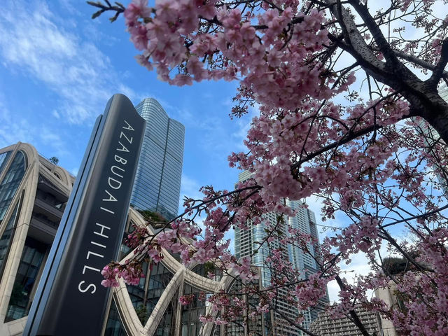 麻布台之丘賞櫻美景