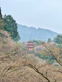 Iconic Kiyomizu Temple Kyoto 