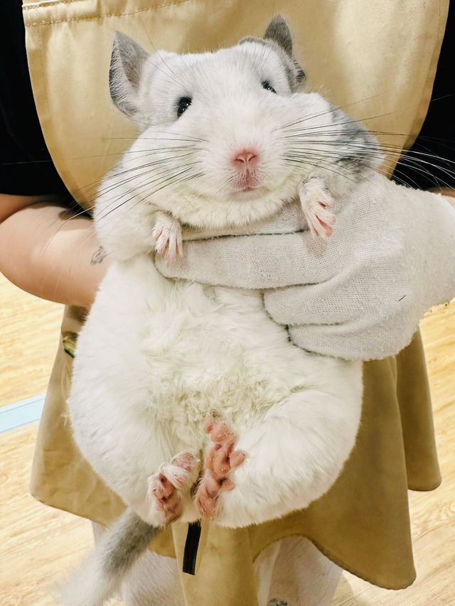 （悠悠龍貓咖啡館）融化你心❤️