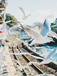 季節限定！今だけ会える800羽の渡り鳥『ユリカモメ』