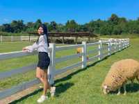 ฟาร์มแกะห้วยตึงเฒ่า 🐑