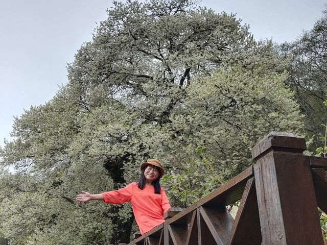 觀霧櫻王真霸氣，浪漫搖擺賞花像賞雪！