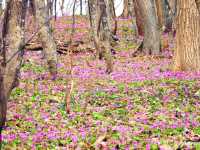 【北海道】知る人ぞ知るカタクリの群生地「男山自然公園」