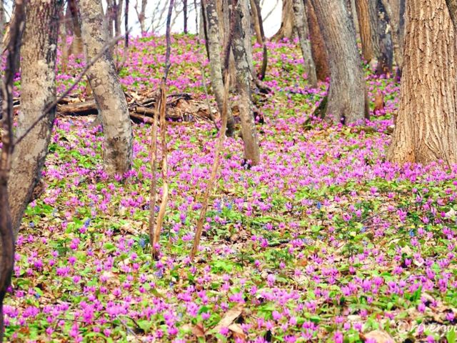 【北海道】知る人ぞ知るカタクリの群生地「男山自然公園」