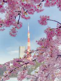 지금 도쿄에서 벚꽃을 볼 수 있는 곳 추천🌸