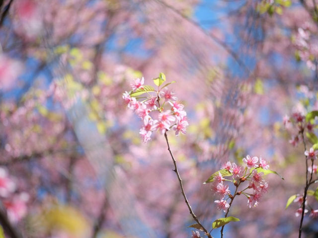 ซากุระเมืองไทย🌸ดอกนางพญาเสือโคร่ง @ขุนสถาน
