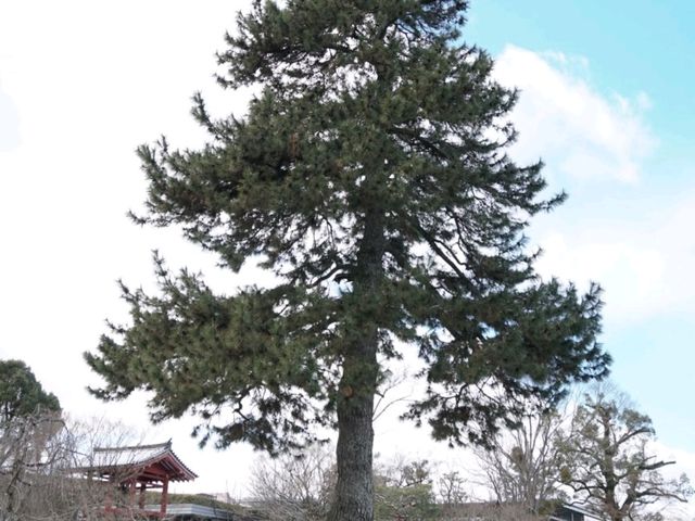 Byodoin temple