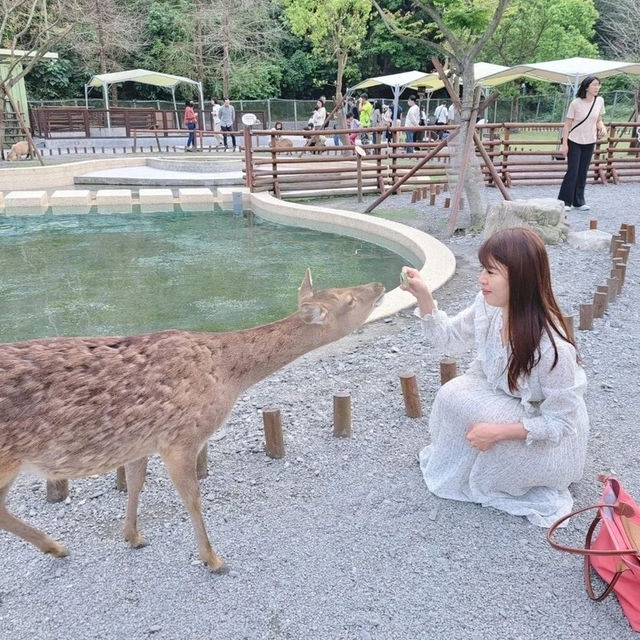 斑比山丘⛰️小鹿斑比的Wonderland🦌