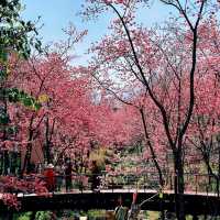 頭前溪河濱公園～櫻花盛開的春日樂園 🌸🚶‍♀️