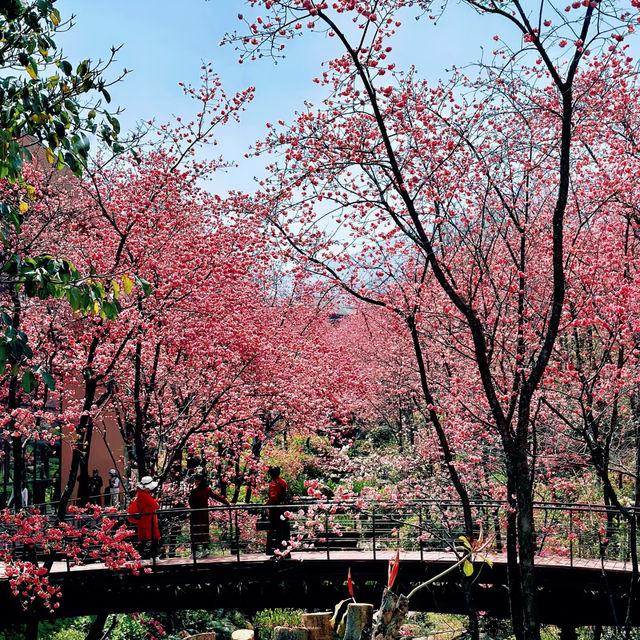 頭前溪河濱公園～櫻花盛開的春日樂園 🌸🚶‍♀️