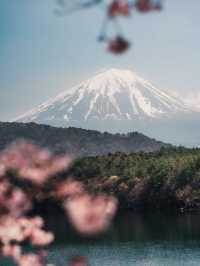 避開人潮，解鎖富士山櫻花季的隱藏玩法！