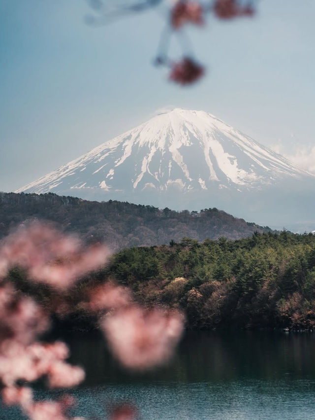 避開人潮，解鎖富士山櫻花季的隱藏玩法！