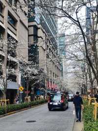 Unknown Cherry Blossom Treasure in Central Tokyo 