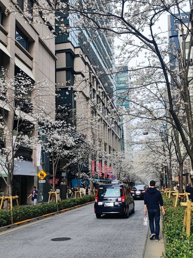 Unknown Cherry Blossom Treasure in Central Tokyo 