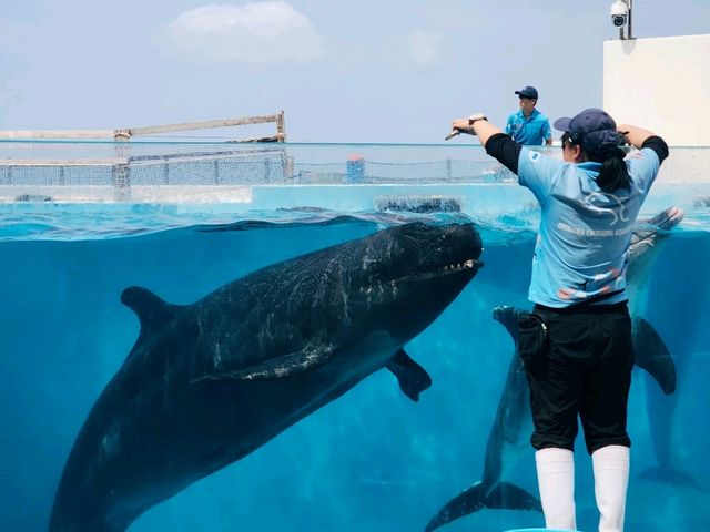 美麗海水族館🐋為了見鯨鯊一面一定要去