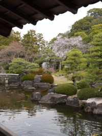 【兵庫×春旅】  